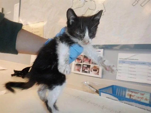 A baby small-sized male Domestic Short Hair cat named Haze for adoption in San Jose, CA