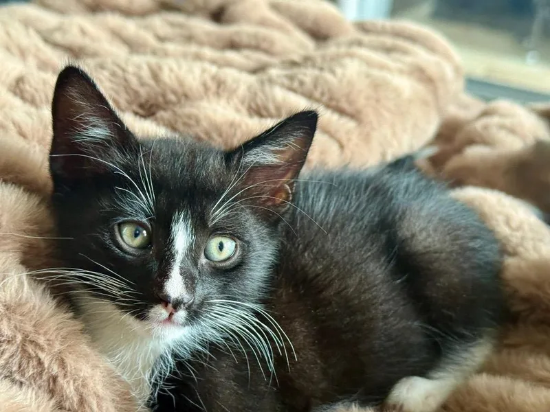 A baby small-sized male Domestic Short Hair cat named Tippy for adoption in Orlando, FL