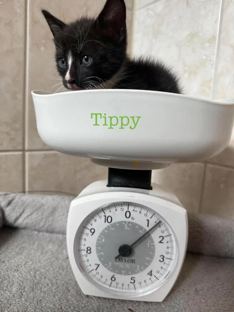 Tippy thumbnail 5