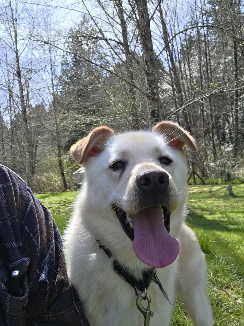 An adult small-sized male White / Cream Golden Retriever dog named Berry "family Guy"  for adoption in Elma, WA