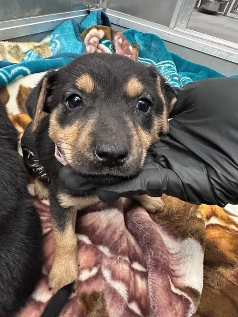 A baby small-sized female German Shepherd Dog dog named Bashful for adoption in Ontario, CA