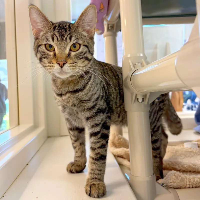 A baby medium-sized male Domestic Short Hair cat named Sylveon for adoption in Woodinville, WA