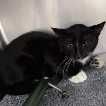 A baby small-sized male Black Domestic Short Hair cat named Domino for adoption in New Fairfield, CT