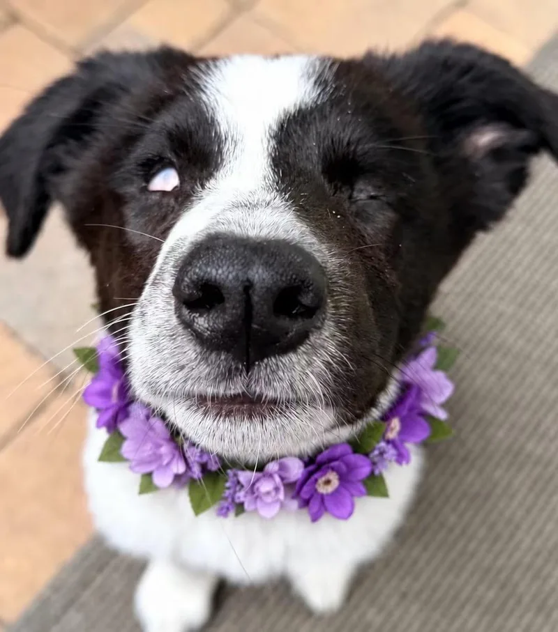 A baby medium-sized female Border Collie dog named Willow for adoption in Corona Del Mar, CA