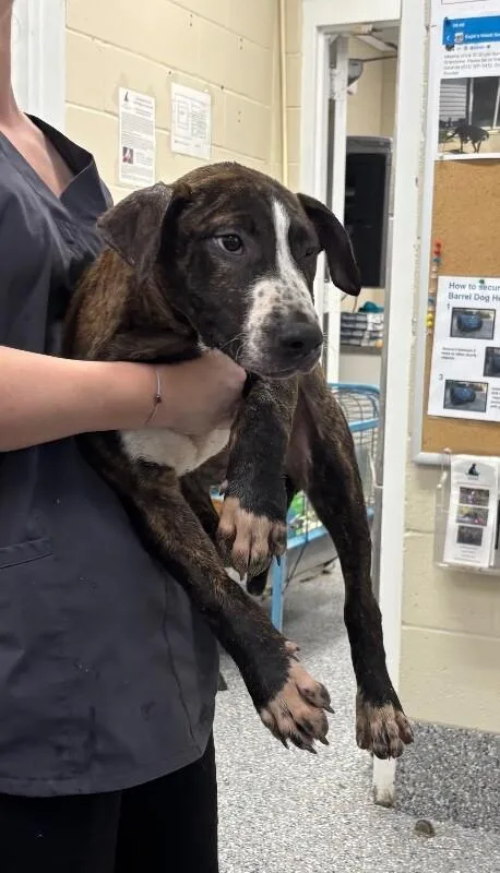 A young medium-sized male Brindle Pit Bull Terrier dog named Chestnut for adoption in Burgaw, NC
