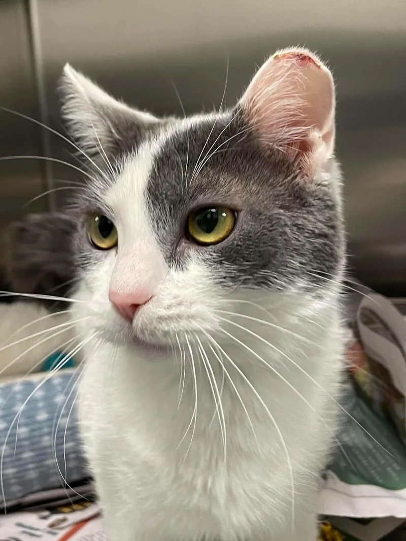 An adult medium-sized female Gray & White Domestic Short Hair cat named Opal for adoption in Covington, VA