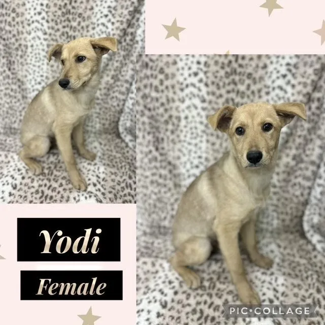 A baby medium-sized female Golden Retriever dog named Yodi for adoption in Manchester, CT