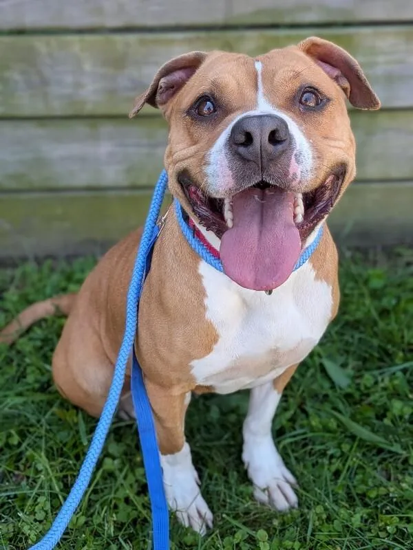 An adult large-sized female Brown / Chocolate Mixed Breed dog named Cupcake for adoption in Cincinnati, OH
