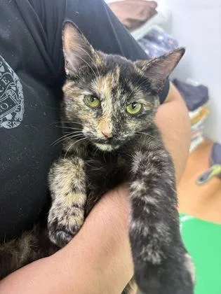 A young medium-sized female Tortoiseshell Domestic Short Hair cat named Scalene for adoption in Blue Springs, MO