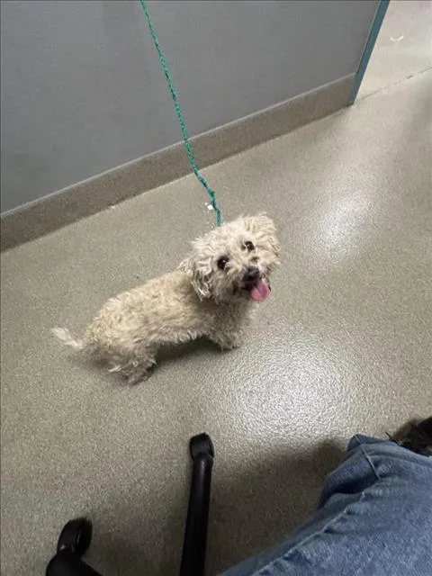 An adult medium-sized male Poodle dog named El Bebe for adoption in Las Vegas, NV
