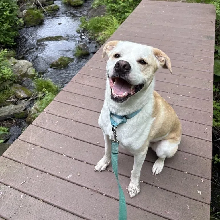 An adult large-sized male Yellow / Tan / Blond / Fawn Mixed Breed dog named Bailey for adoption in Middletown, RI