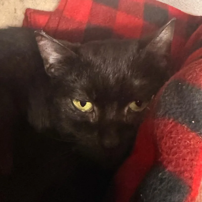 An adult small-sized female Black Domestic Short Hair cat named Delia for adoption in Evansville, IN