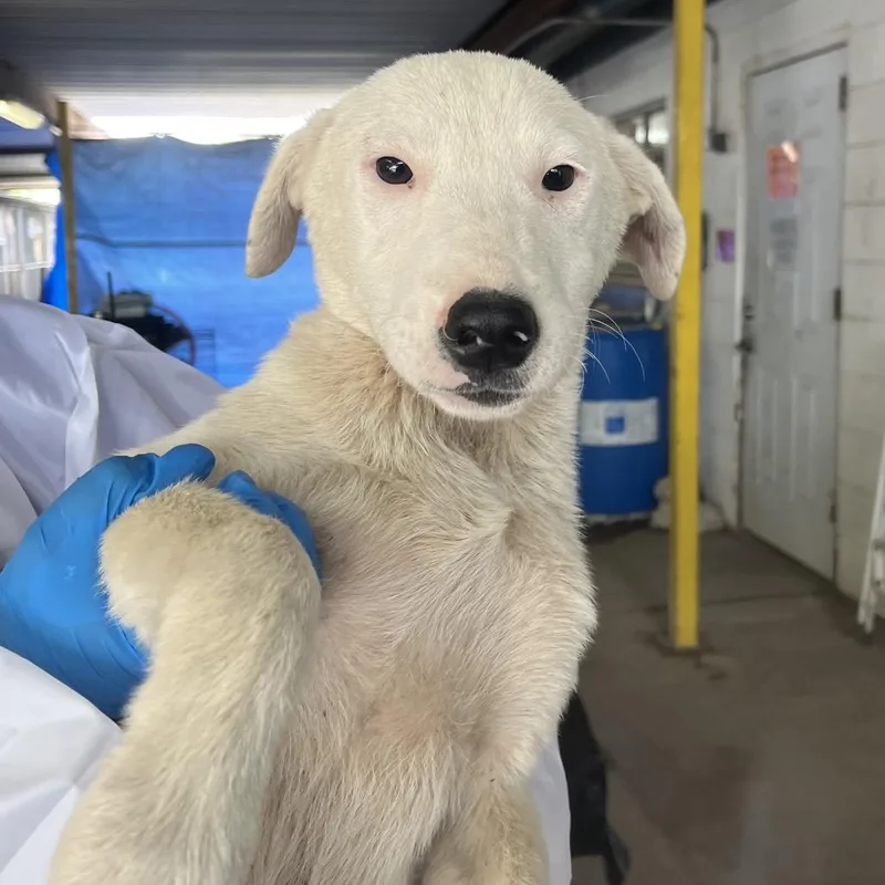 A baby small-sized female White / Cream Mixed Breed dog named Marissa for adoption in Edinburg, TX