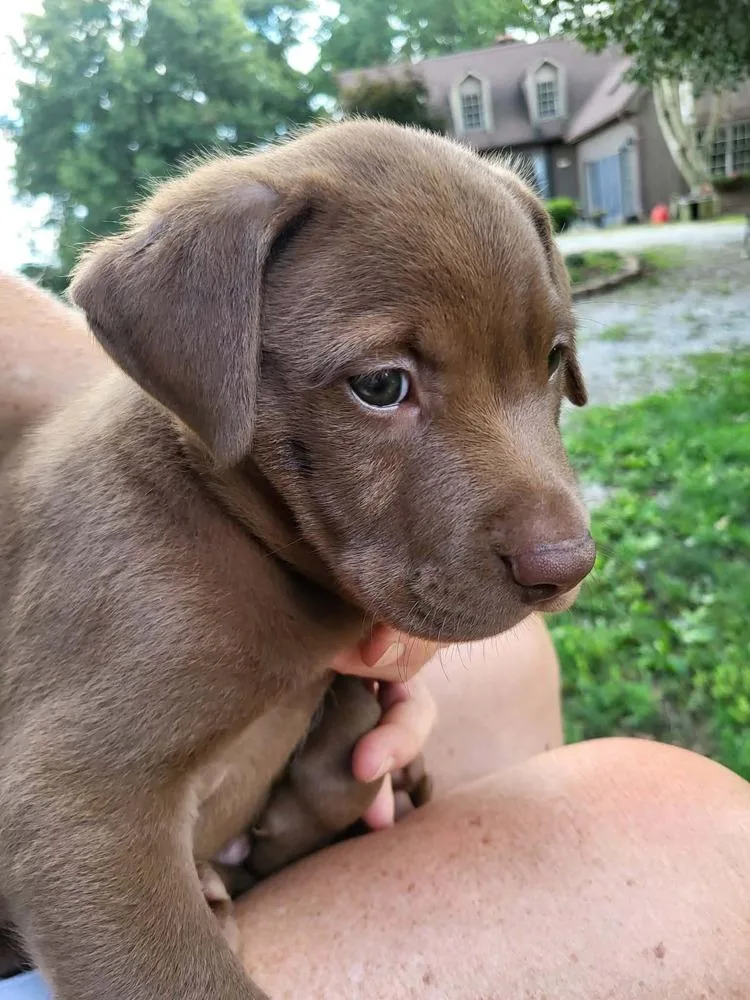 A baby medium-sized male Labrador Retriever dog named Silt for adoption in Pottstown, PA
