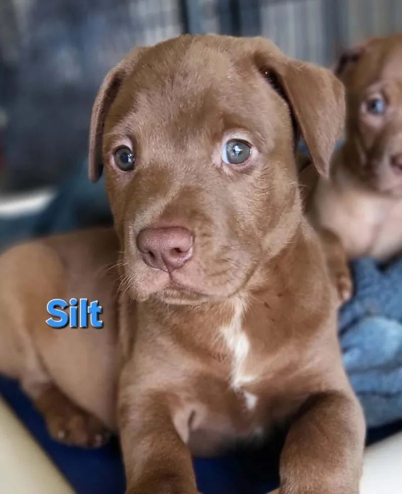 Silt thumbnail 3