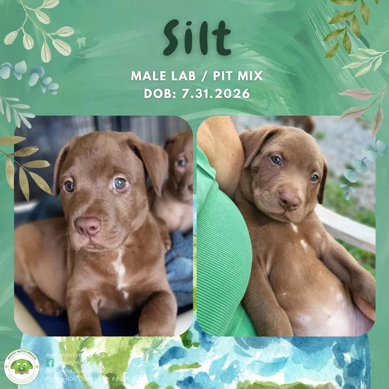 Silt thumbnail 4