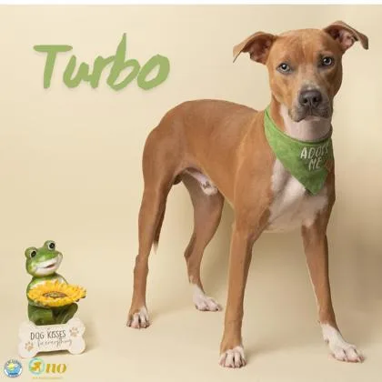 Turbo