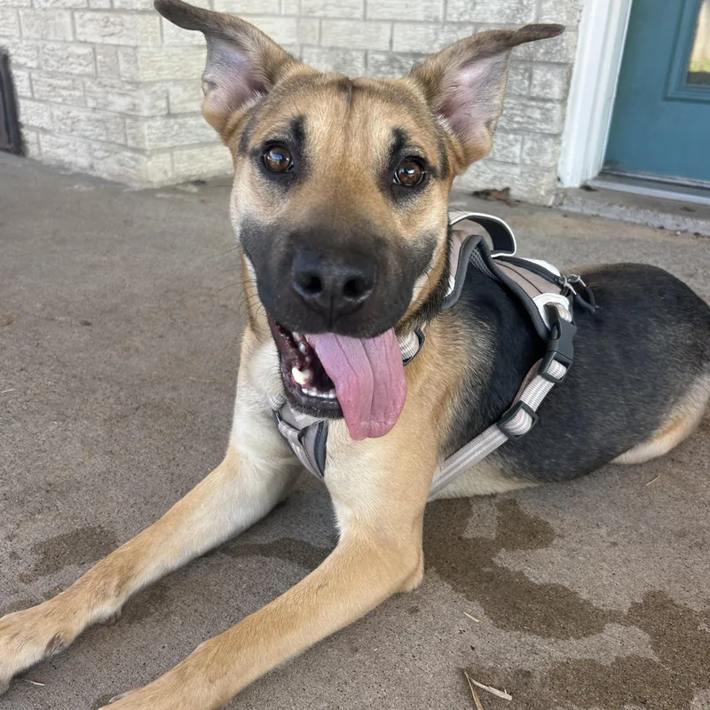 A young medium-sized male Brown / Chocolate German Shepherd Dog dog named Hammy for adoption in Bryan, TX