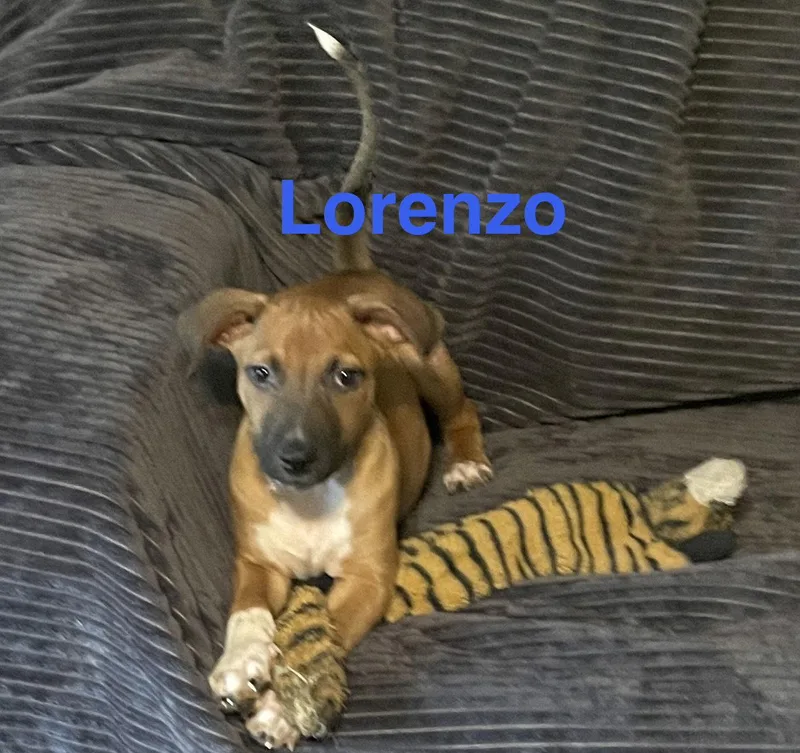 A baby medium-sized male Mixed Breed dog named Lorenzo for adoption in Topeka, KS