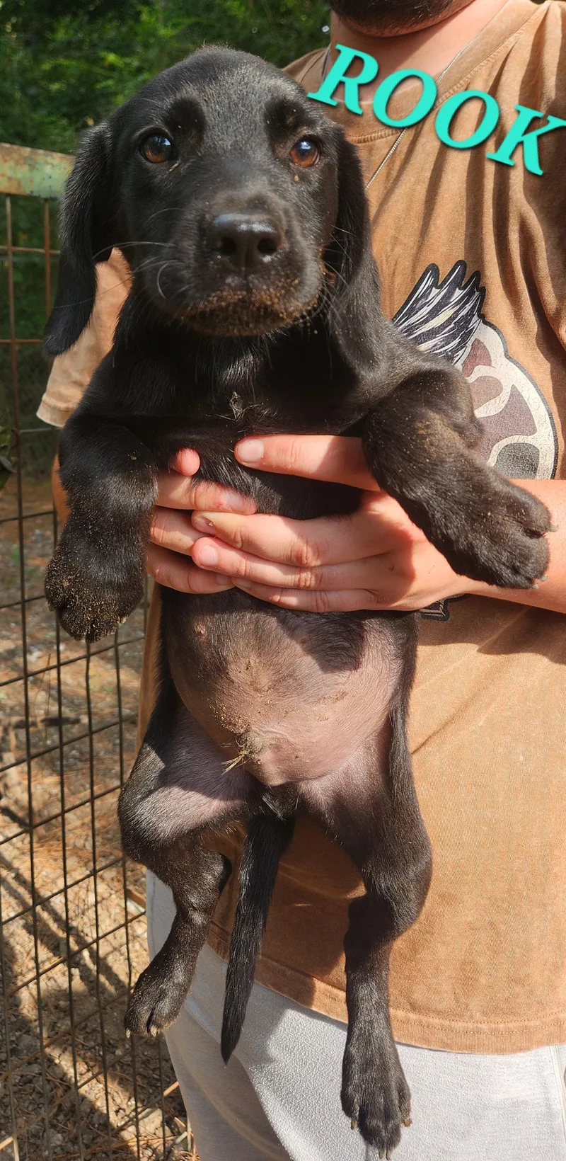 A baby medium-sized male Black Labrador Retriever dog named Rook Shuffle for adoption in Andover, MA
