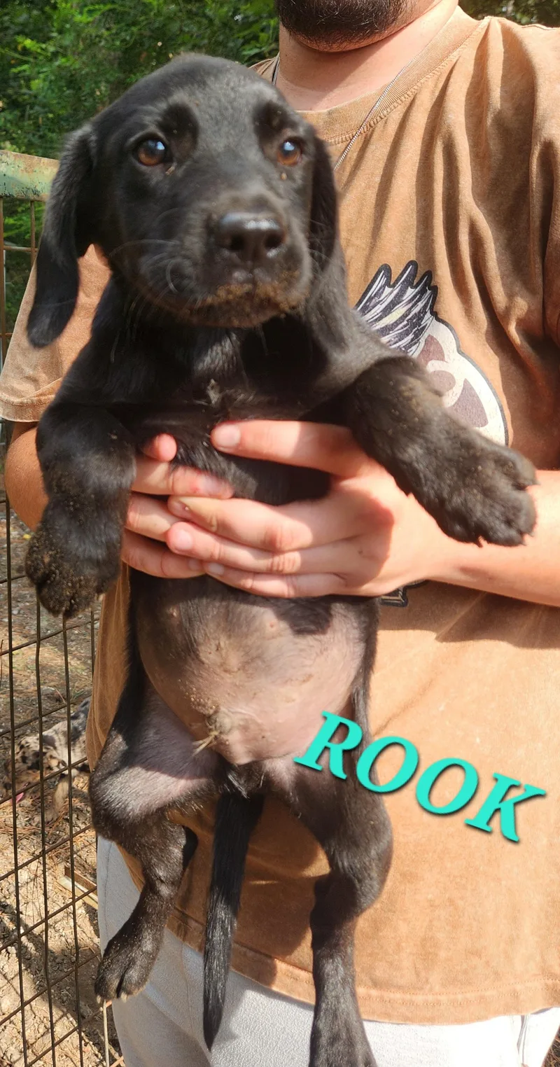 Rook Shuffle thumbnail 3