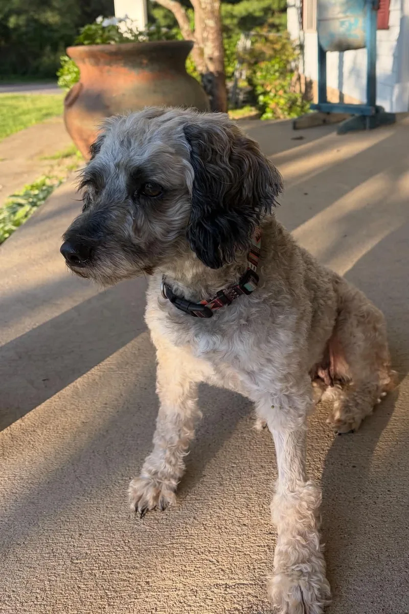 Daisy