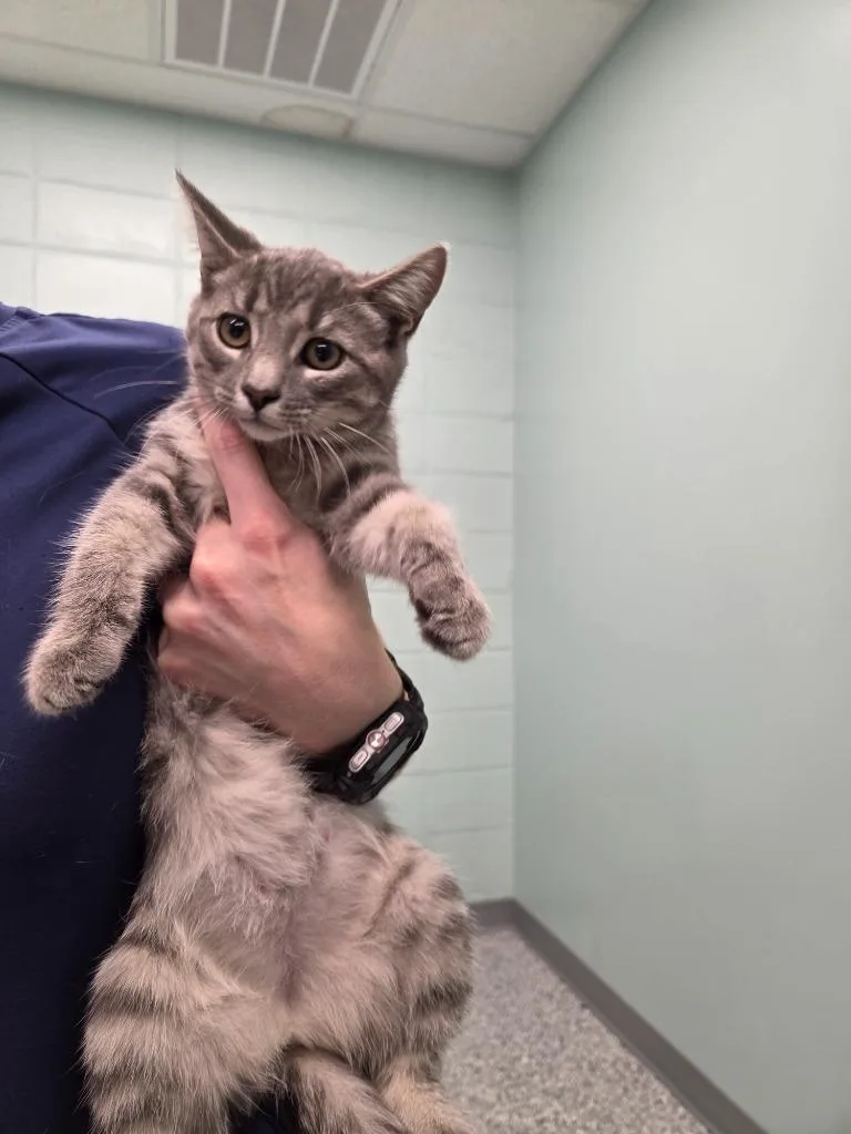 A baby medium-sized female Domestic Short Hair cat named Tiger for adoption in Athens, TN