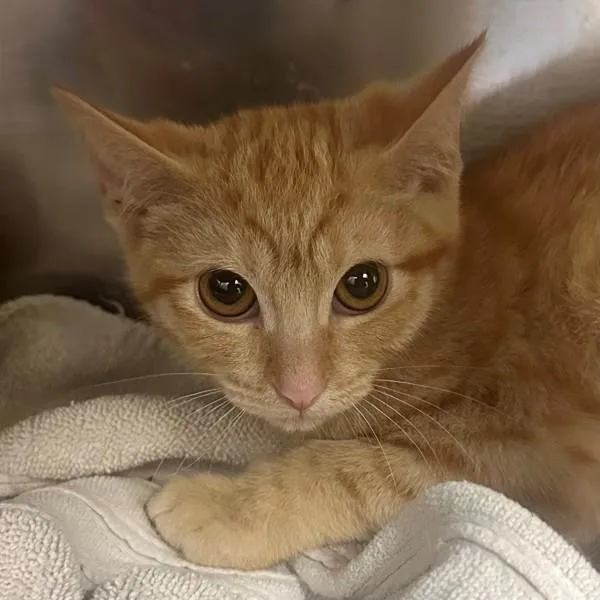 A baby small-sized female Domestic Short Hair cat named Gretch for adoption in Walnut Creek, CA