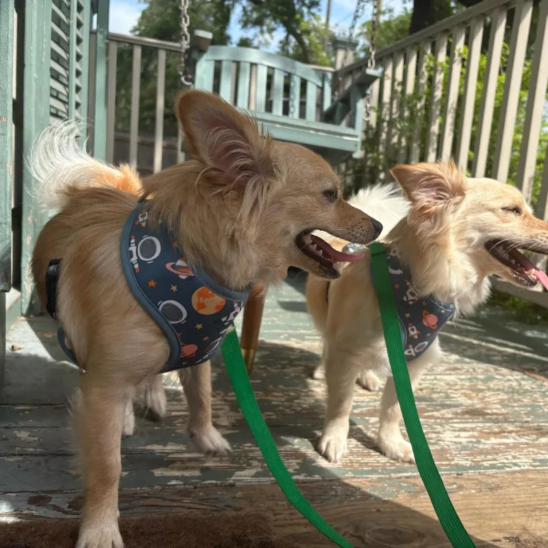 A young small-sized female White / Cream Chihuahua dog named Katya for adoption in New Orleans, LA