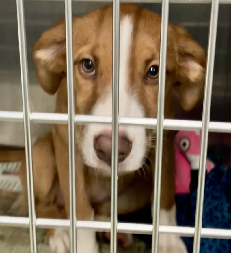 A baby medium-sized female Brown / Chocolate Mixed Breed dog named Rain for adoption in Parma, OH
