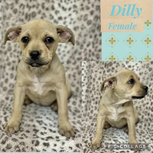 A baby medium-sized female Boxer dog named Dilly for adoption in Manchester, CT