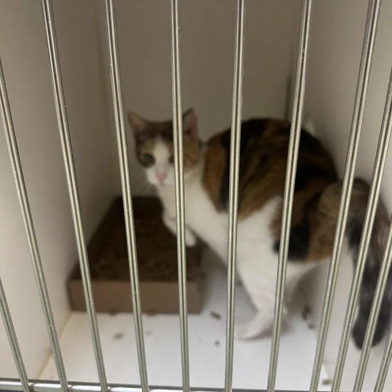 An adult medium-sized female Brown / Chocolate Domestic Short Hair cat named Lily for adoption in Philadelphia, PA