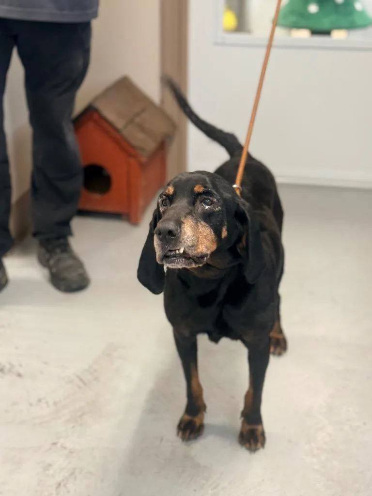 A senior medium-sized female Black and Tan Coonhound dog named Velvet for adoption in North Vernon, IN