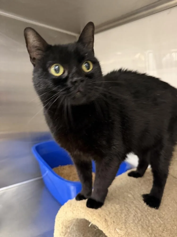 An adult medium-sized female Black Domestic Short Hair cat named BooBoo for adoption in Orlando, FL