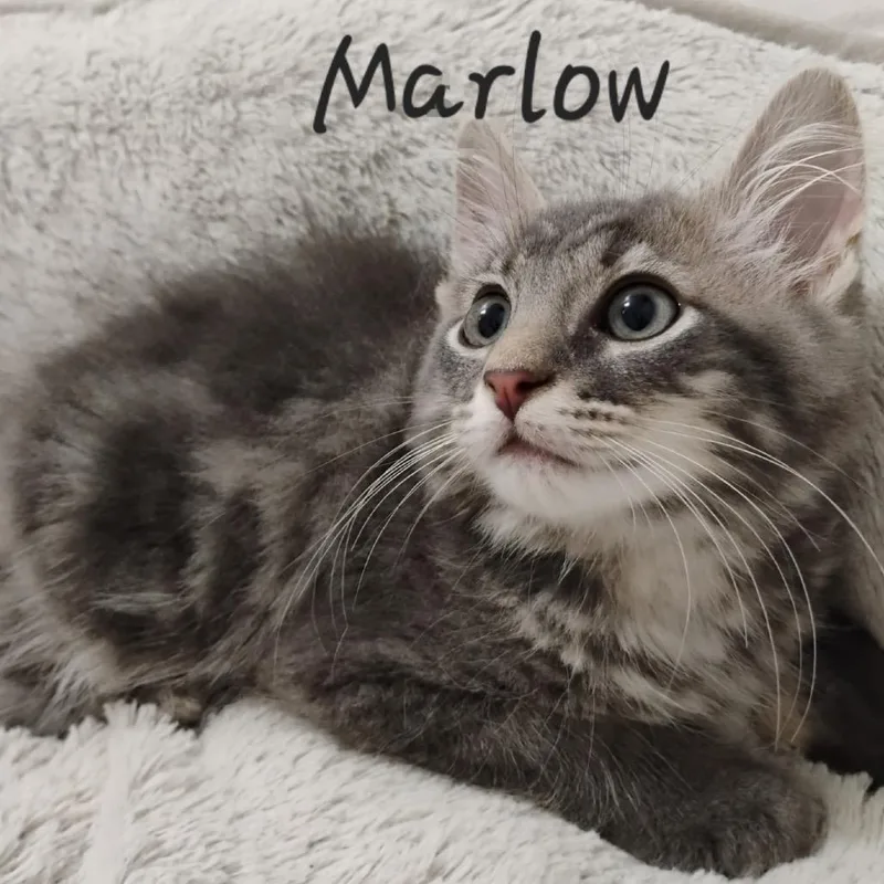 A baby small-sized male Gray / Blue / Silver Domestic Medium Hair cat named Marlow for adoption in Waldorf, MD