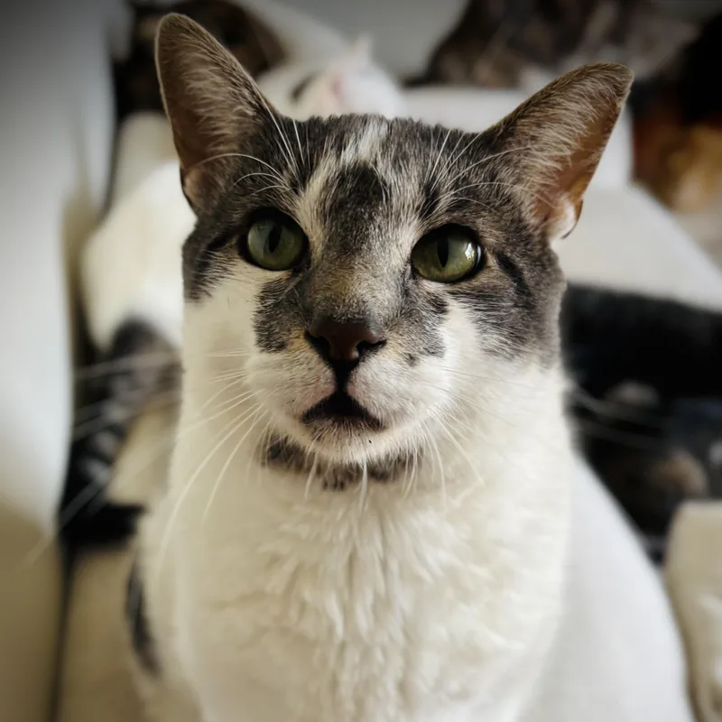 A young large-sized male Gray & White Domestic Short Hair cat named Patrick for adoption in Buffalo, NY