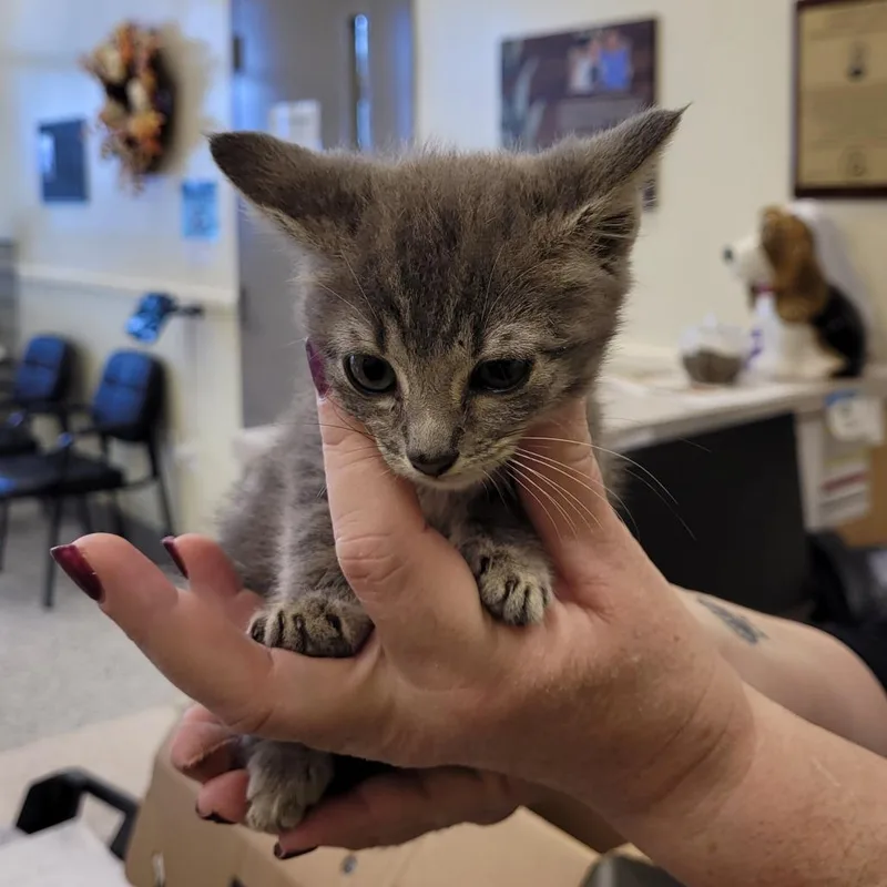 A baby small-sized female Gray / Blue / Silver Domestic Short Hair cat named Lyrika for adoption in Madisonville, TN