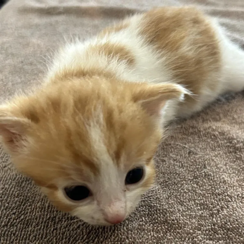 A baby small-sized male Orange / Red Domestic Short Hair cat named Allister for adoption in Corydon, IN