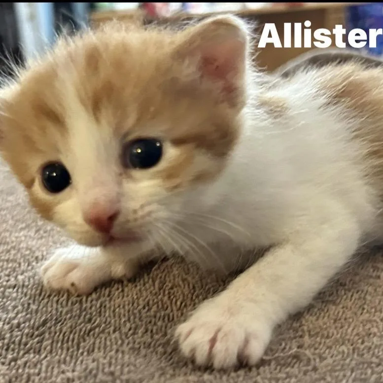 Allister thumbnail 2
