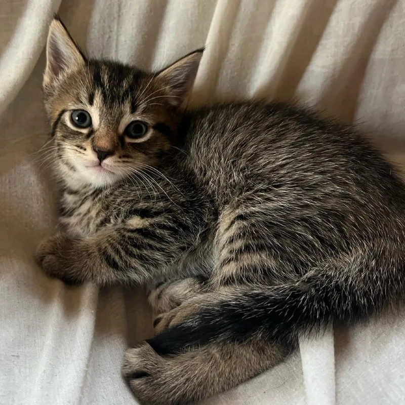 A baby small-sized male Brown / Chocolate Domestic Short Hair cat named Punch for adoption in Oakton, VA