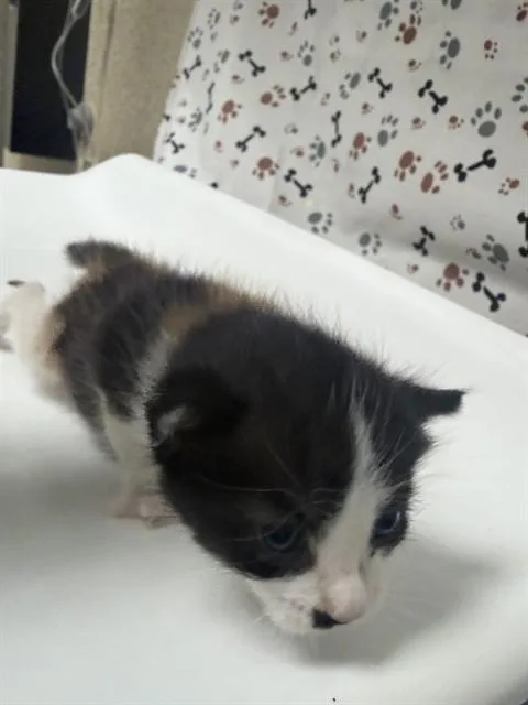 A baby small-sized female Domestic Short Hair cat named Lady for adoption in Riverside, CA