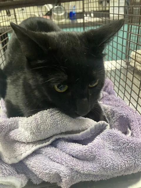 A young small-sized male Domestic Short Hair cat named Sai for adoption in Long Beach, CA