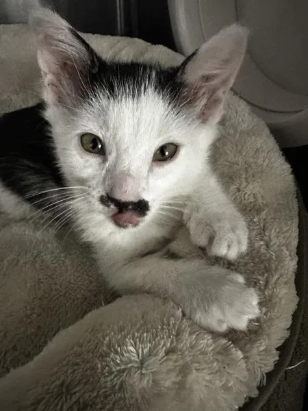A baby small-sized female Domestic Short Hair cat named Charli for adoption in Vallejo, CA