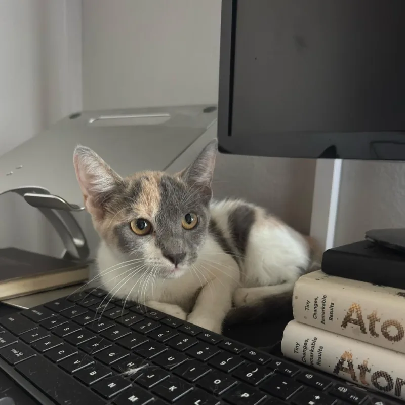 A young small-sized female Brown / Chocolate Domestic Short Hair cat named Periwinkle for adoption in Tustin, CA