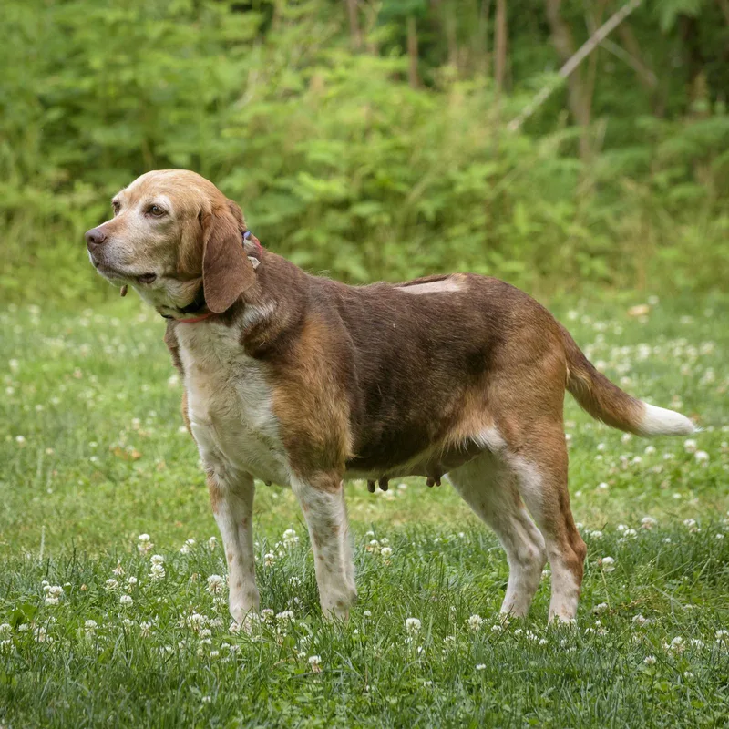 An adult medium-sized female Red / Chestnut / Orange Beagle dog named Sally for adoption in Lambertville, NJ