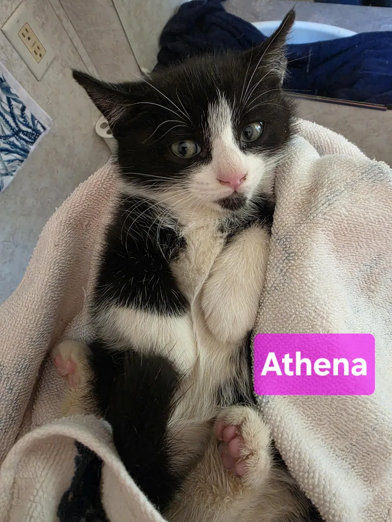 A baby medium-sized female Black & White / Tuxedo Domestic Short Hair cat named Athena for adoption in Hickory, NC