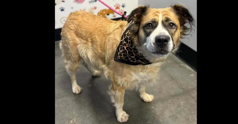 An adult large-sized female White / Cream Australian Shepherd dog named Lucy for adoption in Milton, GA
