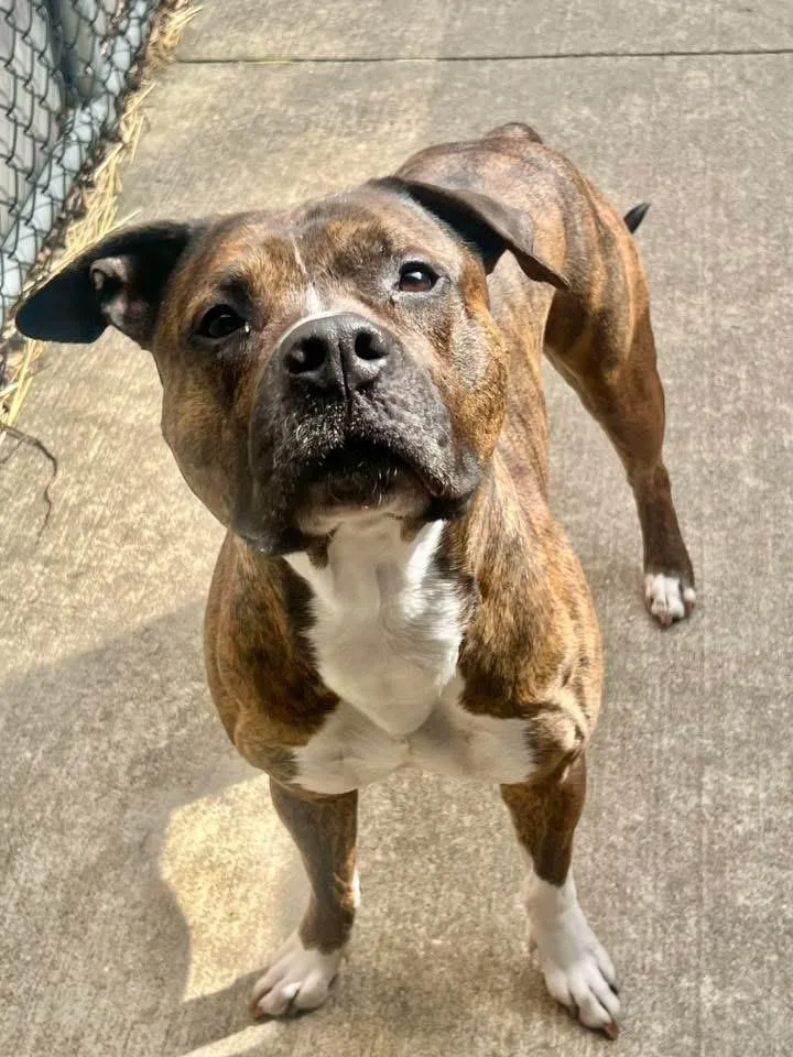 An adult medium-sized male Brindle Pit Bull Terrier dog named Tony for adoption in Chicago, IL