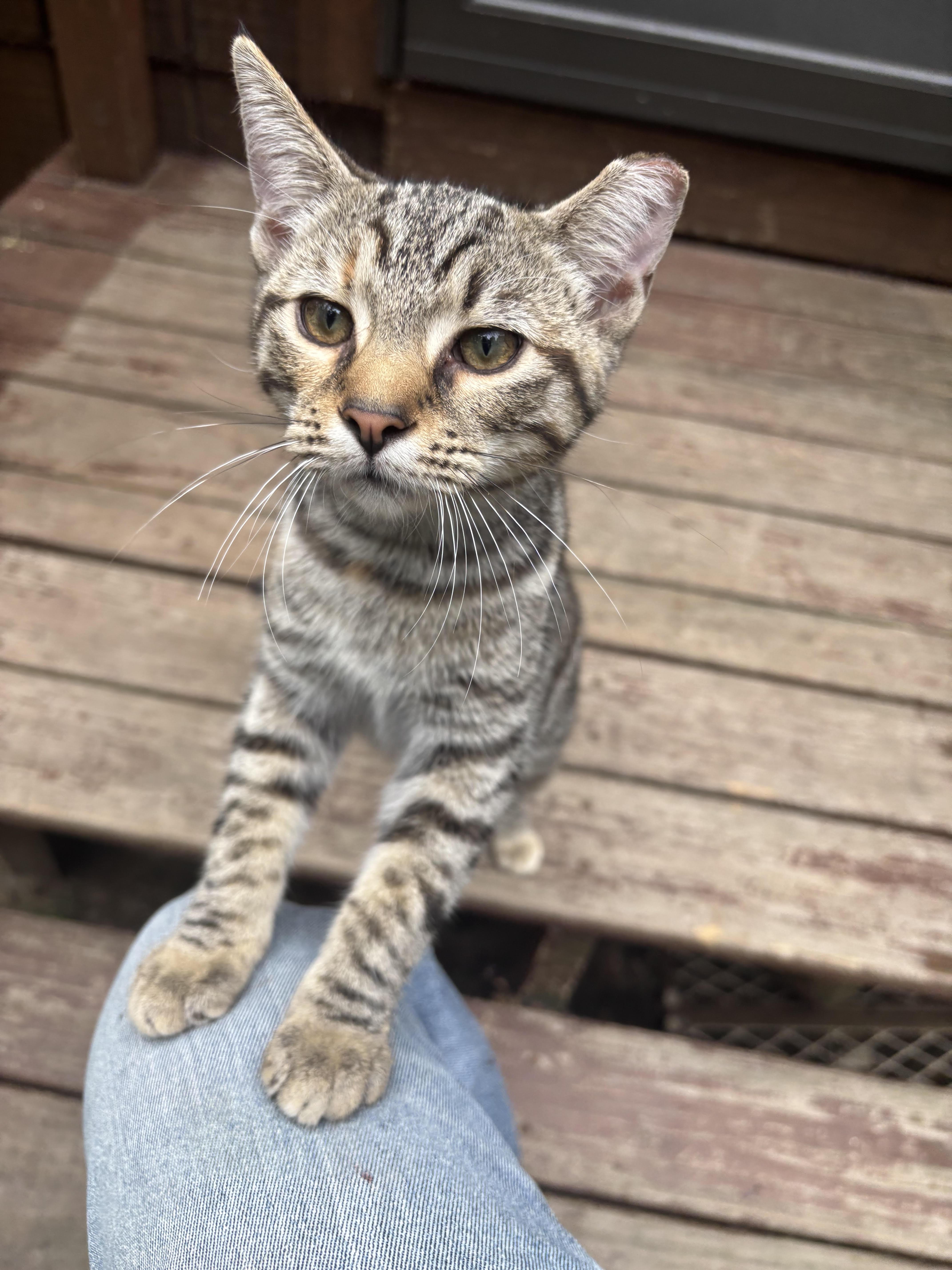 A baby medium-sized female Domestic Short Hair cat named Emotional Support for adoption in Valparaiso, IN