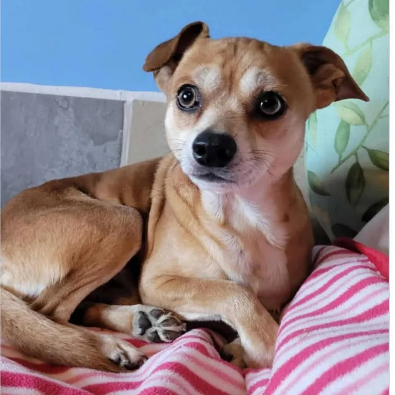 An adult small-sized male Yellow / Tan / Blond / Fawn Chihuahua dog named Chumlee for adoption in Springfield, MO